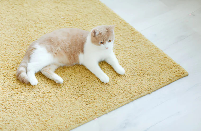 How to Remove Cat Urine Smell From Carpet Step by Step