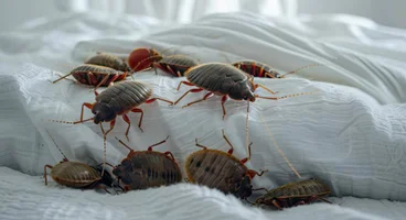 Bed Bug Treatment