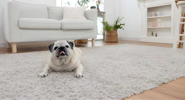 Pet Stain & Odor Removal