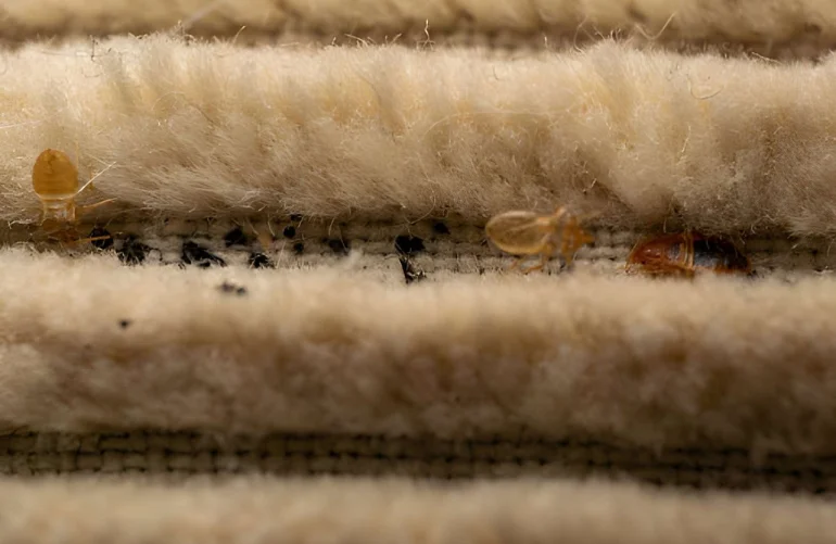 A Simple Guide to Bed Bug Signs in Carpets and Bedding