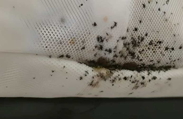 A Close Look at Where Do Bedbugs Come From and Their Favorite Hiding Spots