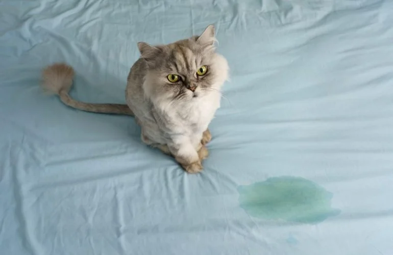 How to Remove Cat Urine Odor from Carpet: A Complete Guide for Homeowners