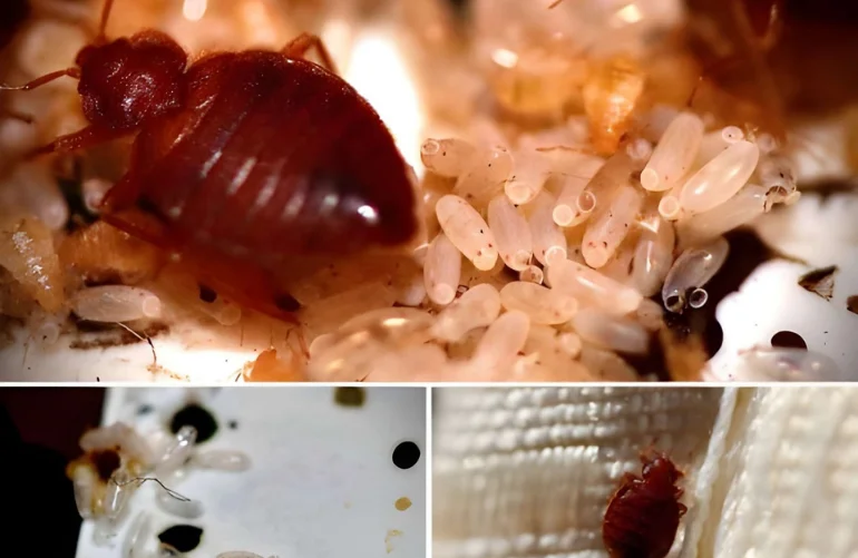 Different Types of Bed Bugs: Images and Identification Guide