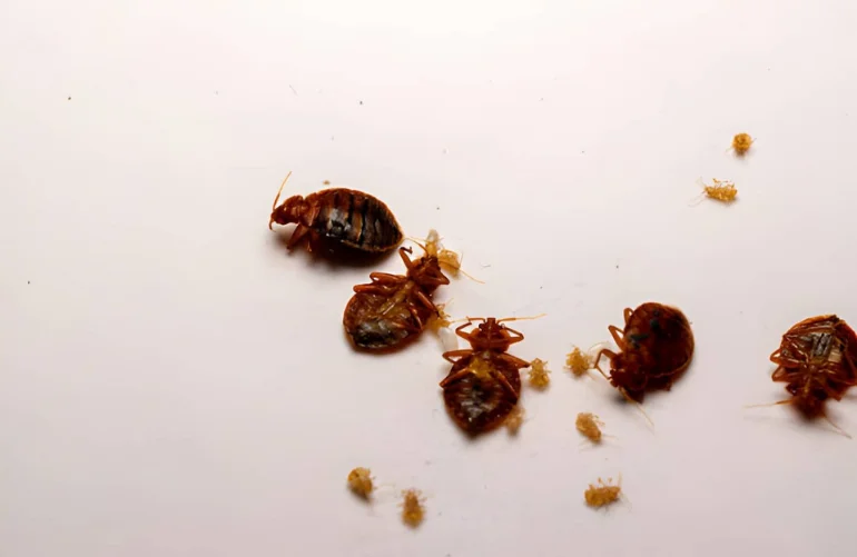 How Often Do Bed Bugs Feed Compared to Other Pests